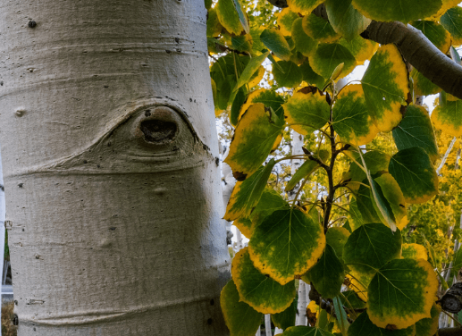 Scientists Reveal Ancient Sounds Of Pando