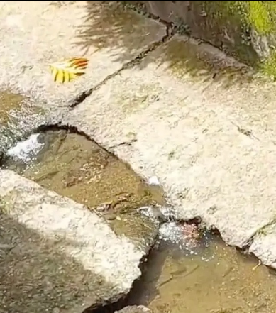 There is an optical illusion in front of you: you discover the turtle hidden on the sidewalk