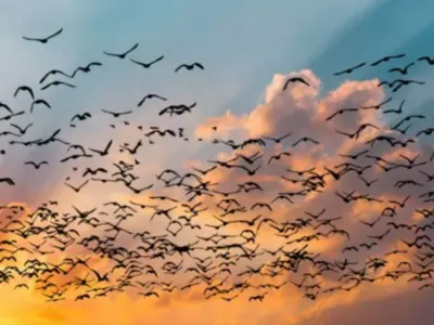 This Viral Optical Illusion Shows An Extinct Beast Lurking In A Flock Of Birds