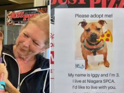 To Help Dogs Find Homes, A Pizza Shop In New York Is Using Pictures Of Dogs On The Boxes