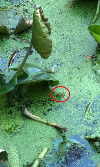 You can detect the frog in the pond using an optical illusion if you have a high IQ