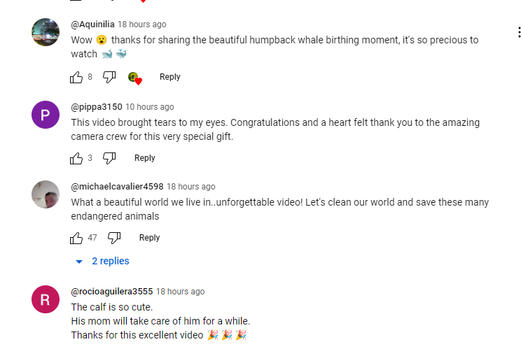 Humpback Whale Giving Birth Gets Captured On Video For The First Time