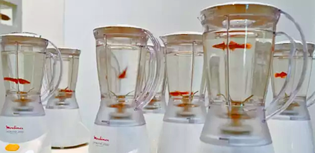 goldfish social experiment 