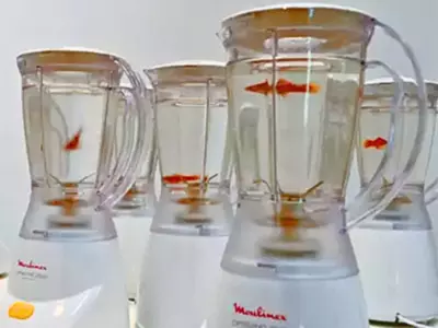 goldfish social experiment 