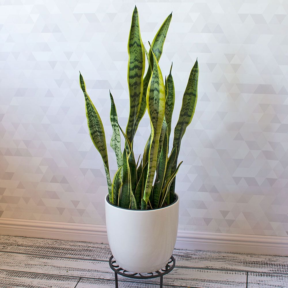 snake plant