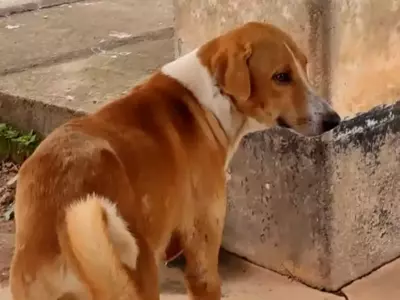 this dog is for his  waiting outside kerala mortuary for four months