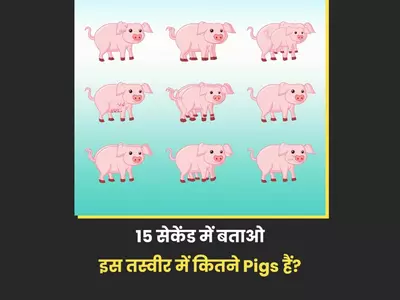spot correct number of pigs in this photo 