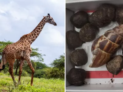 Airport Seizures Giraffe Poo Box After Woman Attempted To Make Necklace From It