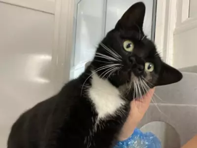 Cat With Two Noses Deemed ‘One-of-a-kind’ By Adoption Centre