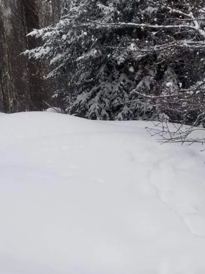 Check Out This Optical Illusion Challenge To Spot The Clever Dog Hidden In The Snow