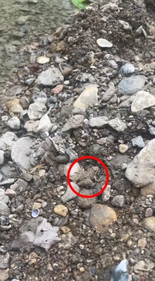 Discover the frog hidden among the rocks with this latest optical illusion