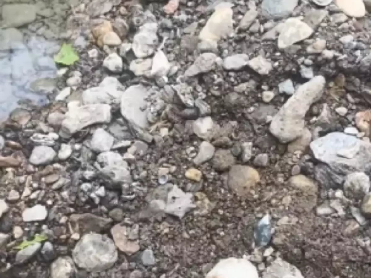 Discover The Frog Hidden Among Rocks With This Latest Optical Illusion
