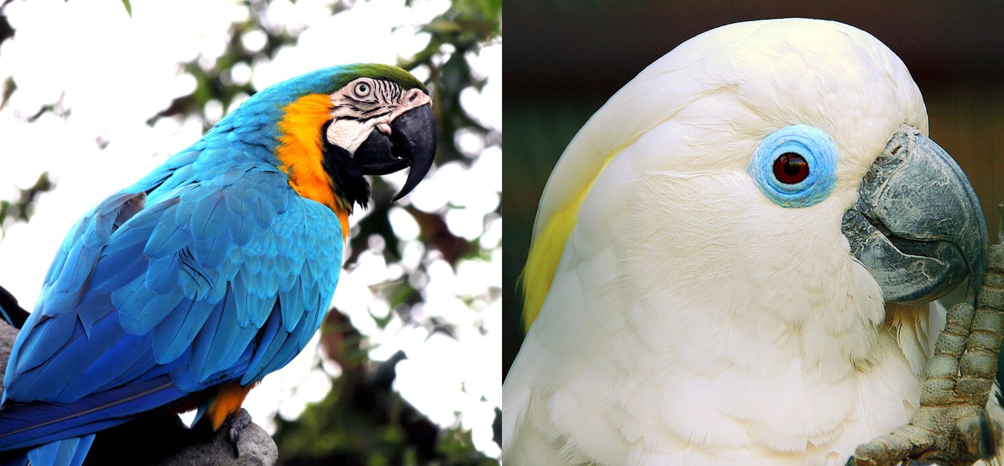 Story Of An Exotic Pet Bird Worth 1.3 Lakh That Flew Away From Cage ...