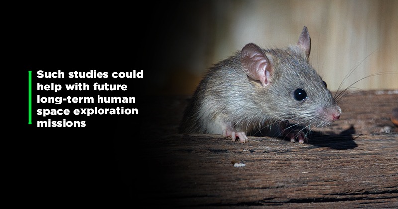 Mouse Embryos Grown Without Eggs Or Sperm Why And What S Next