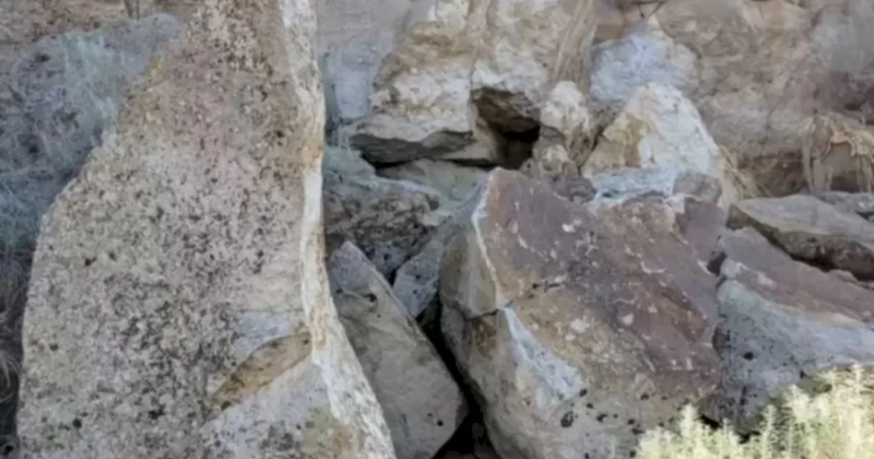 Find The Hidden Rabbit In This Optical Illusion