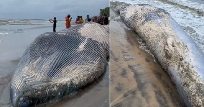 Giant Whale Carcass Washes Up On Kerala Beach