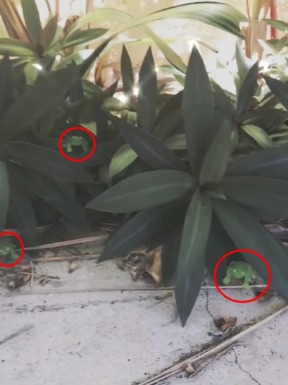 In this optical illusion, you can find three frogs hiding among the plants.