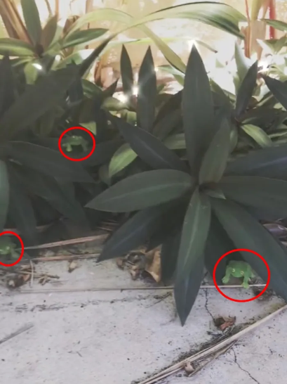 Find 3 frogs hidden in plants