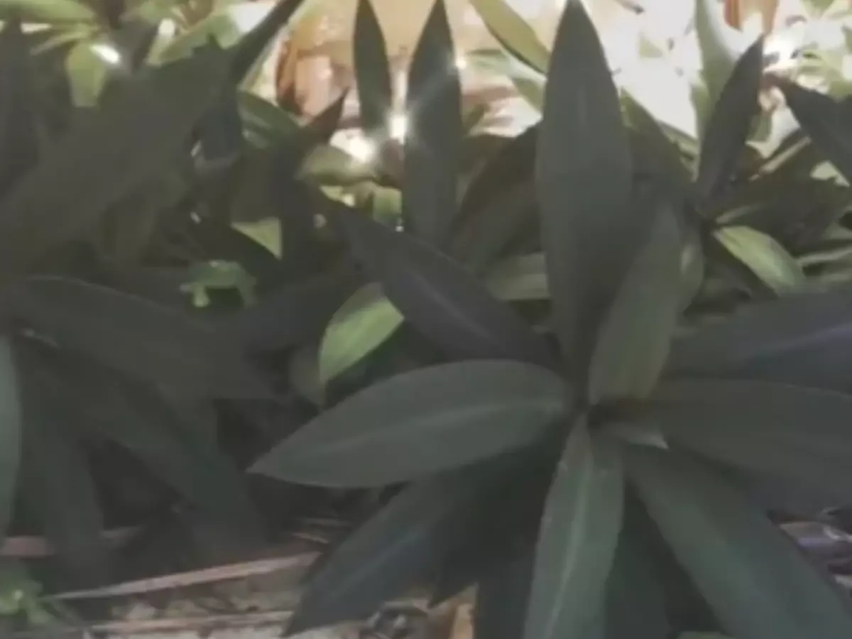 In This Optical Illusion, You Can Find Three Frogs Hiding In The Plants.