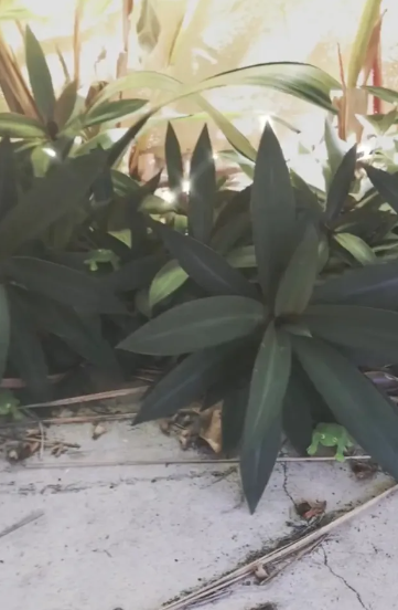 Find 3 frogs hidden in plants