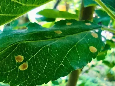 Leaf Miner Pest Control A Double-Edged Sword For Apple Growers Of Shopian