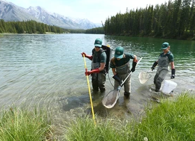 Lakes And Streams In Yoho And Kootenay National Parks Are Shut Down By Whirling Disease