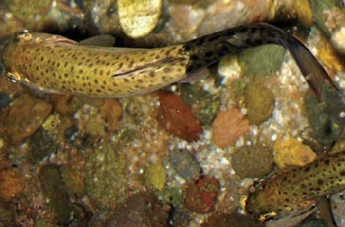 Lakes and streams in Yoho and Kootenay national parks are closed due to whirlpool disease