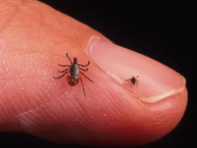 Maryland's Shocking Travel-related Death Caused By Tick-borne Virus