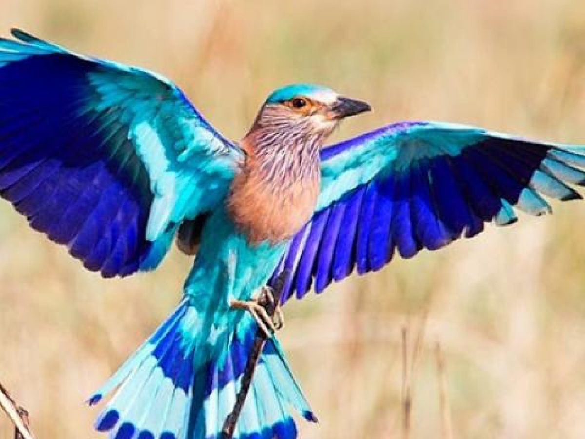 Neelkanth Bird A Spiritual Spectacle on Dussehra 2023