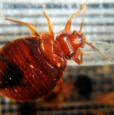 The complete guide to bed bugs and how they could spread from Paris to London