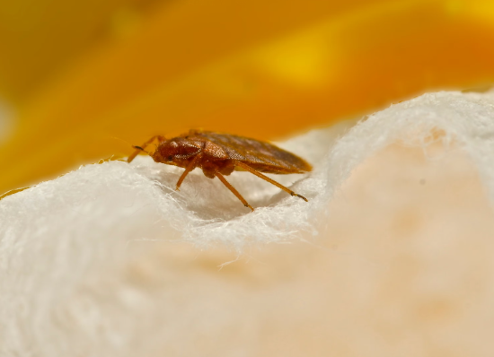 The complete guide to bed bugs and how they could spread from Paris to London