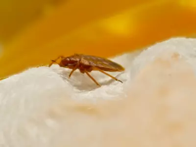 The Complete Guide To Bed Bugs And How They Might Spread From Paris To London