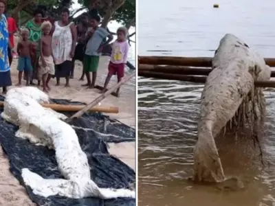There's Something Strange Washing Ashore In Papua New Guinea That's Puzzling Experts