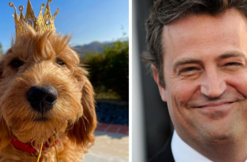 Friends cast-mate to adopt Matthew Perry's beloved dog Alfred