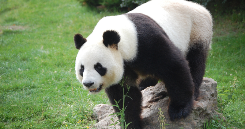 We will say goodbye to the pandas at the end of the year.  All black and white bears living on American soil will be returned to China.