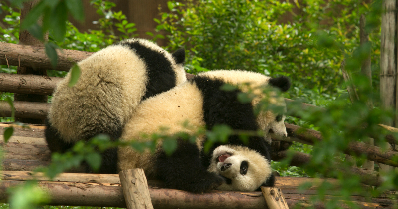 We will say goodbye to the pandas at the end of the year.  All black and white bears living on American soil will be returned to China.