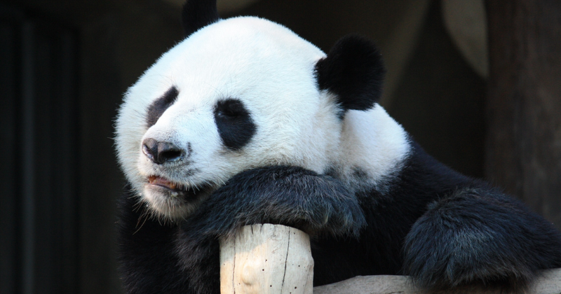 We will say goodbye to the pandas at the end of the year.  All black and white bears living on American soil will be returned to China.