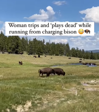 Woman plays dead to escape bison attack