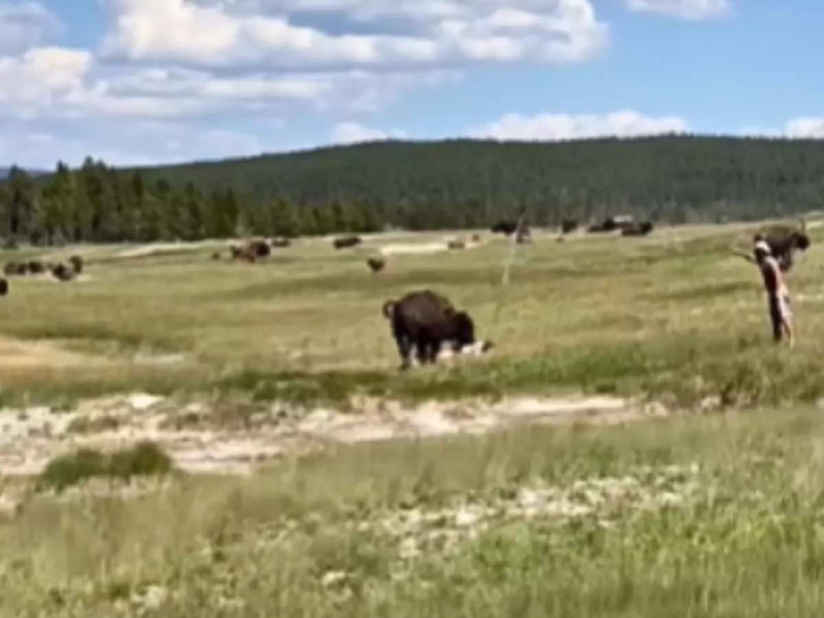 woman-plays-dead-to-escape-bison-attack-65238a98b47fb Indiatimes