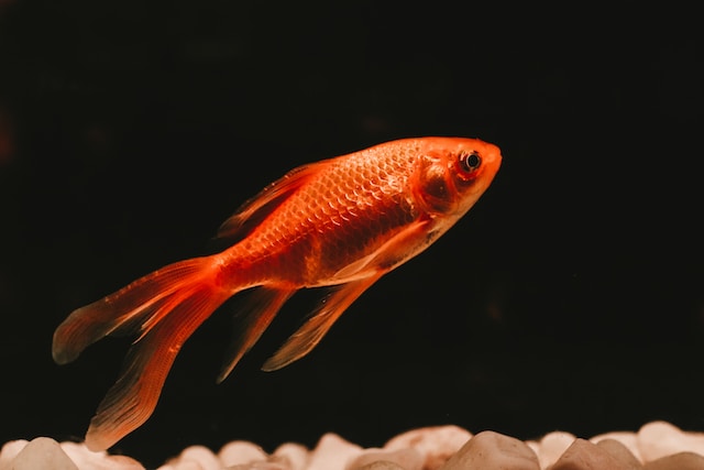 Woman Shares Theory About Humans Having Goldfish Brain