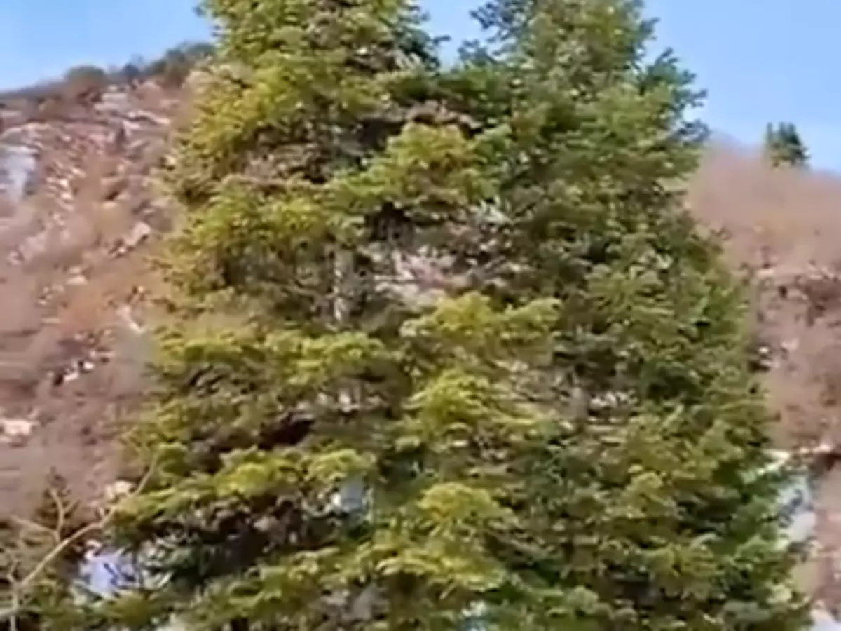 You've Got To Find The Mountain Lion Hiding In The Tree Before He Pounces In This Trending Optical Illusion