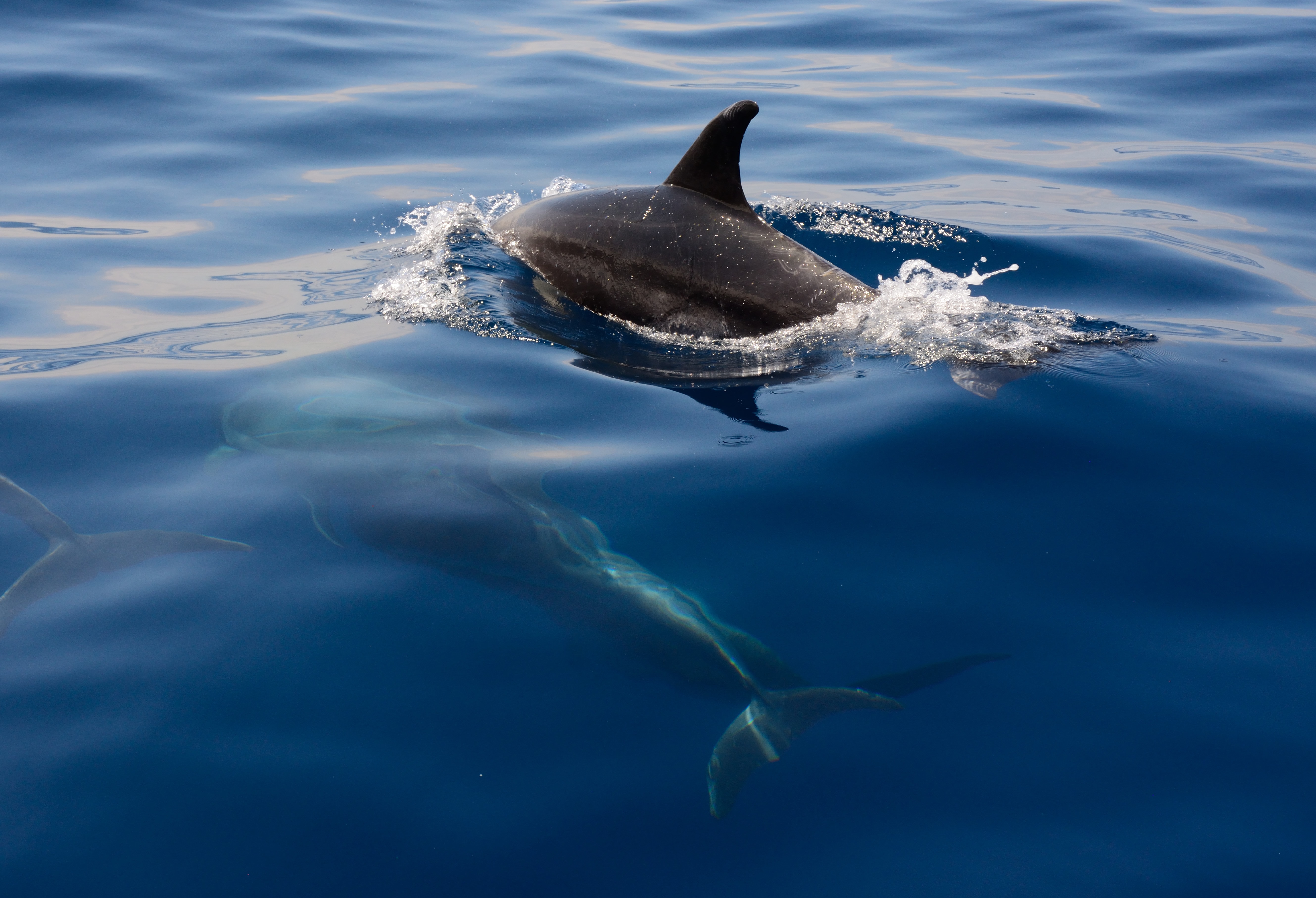 More than 100 dolphins dead in  as water hits 102 degrees Fahrenheit