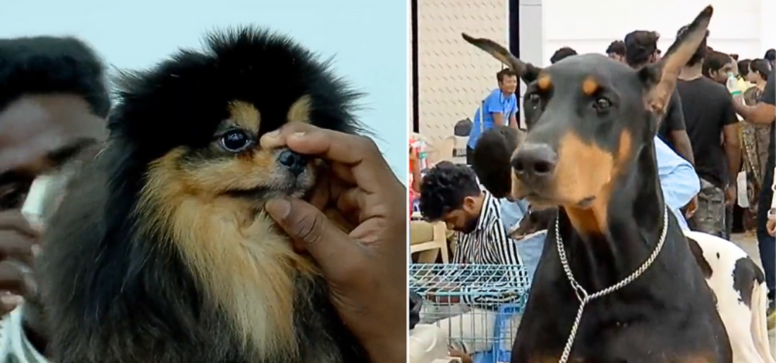 Dog Exhibition From Madurai Goes Viral