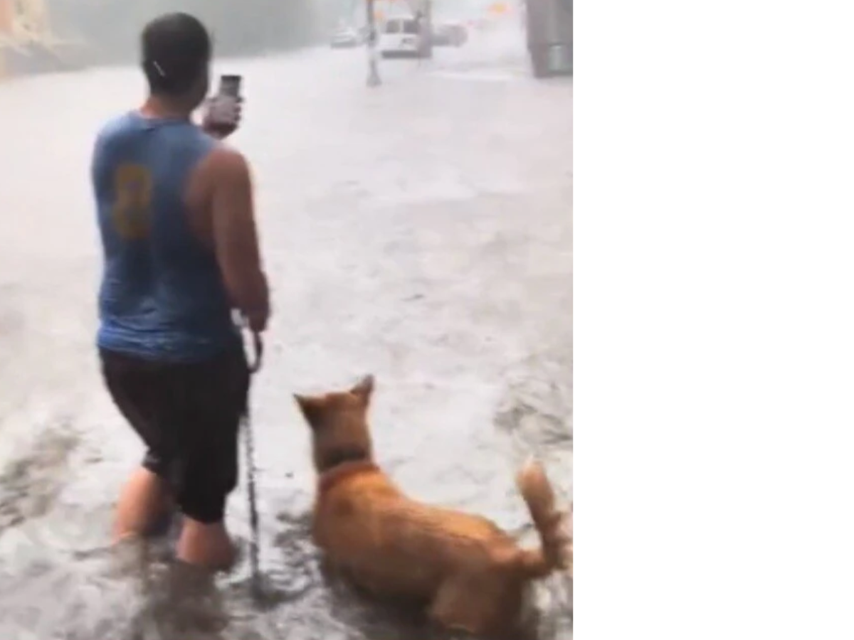 Man Walking Dog In NYC Rain