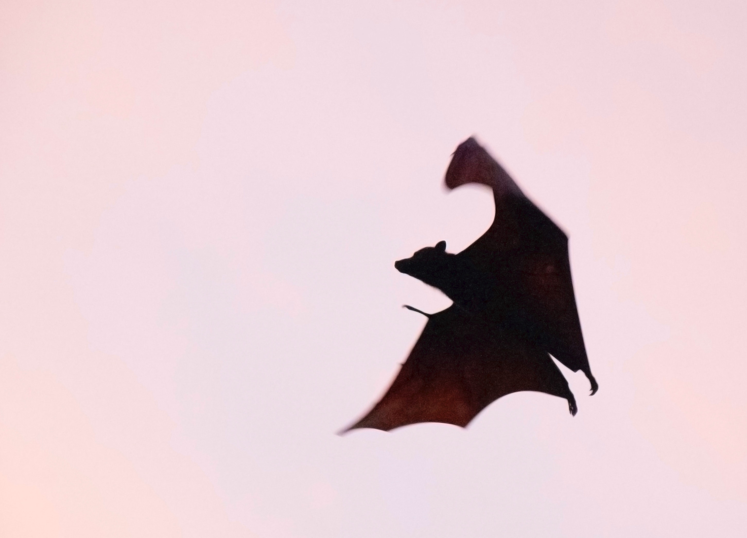 Wake Up Bats 