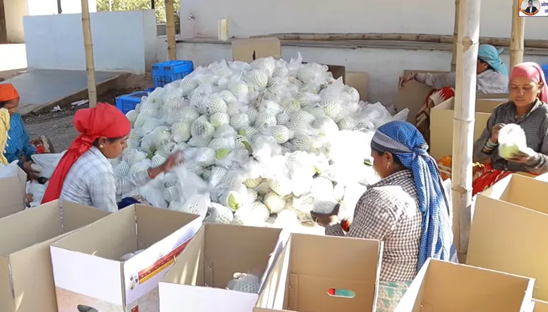 Kabir Chandrakar MBA turns guava farmer earns lakhs 