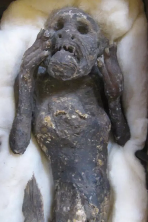 Scientists To Unravel Mystery Behind '3-Species'