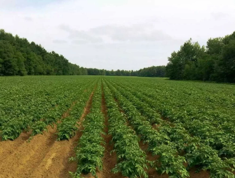 ruby pareek organic farm 