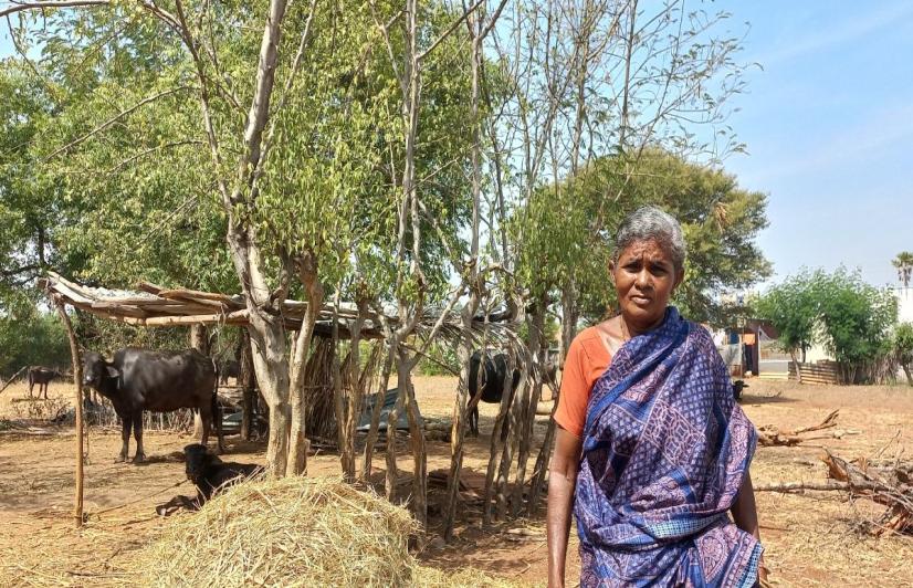 Chandramani, a woman farmer with her buffaloes