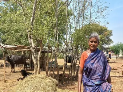 Butter and ghee from cow's milk are sold widely in Uthukuli as the buffalo population is dwindling 
